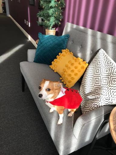 A small dog dressed in a red outfit sitting on a cozy couch surrounded by colorful pillows.