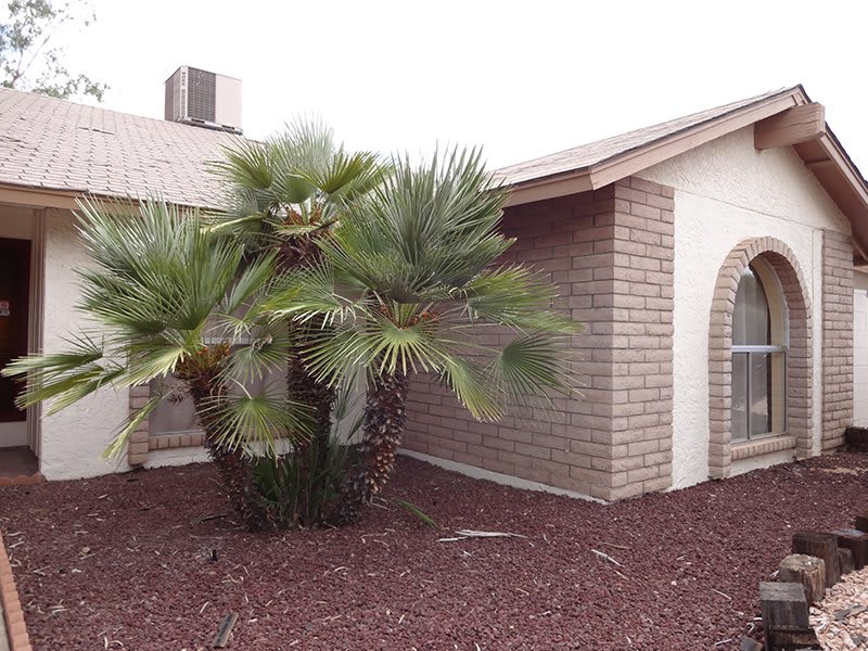 Sun View Estate Home Care IV