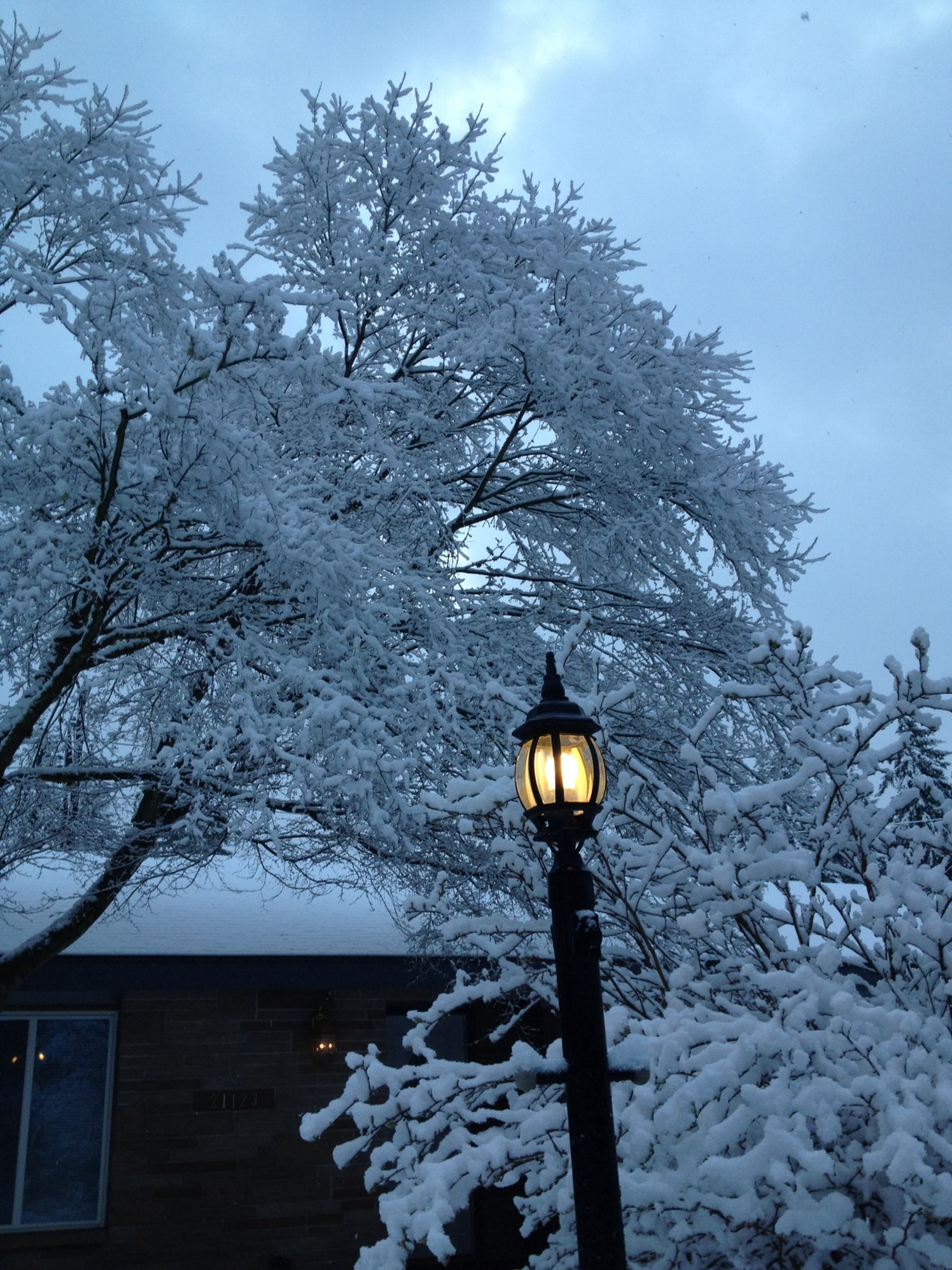 A snowy winter scene featuring a lamp post illuminating a tree covered in snow.