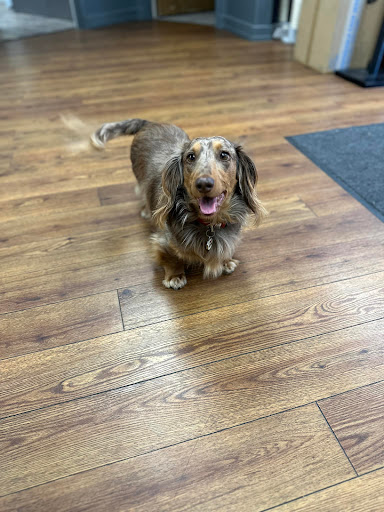 A cheerful dachshund enjoying its time indoors.