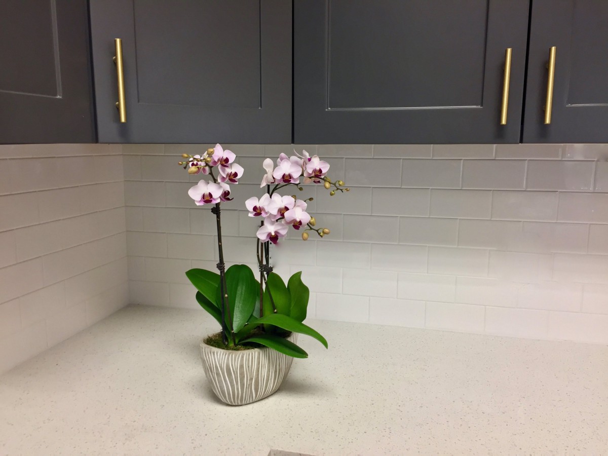 A potted orchid with pink flowers sits on a kitchen counter beneath dark cabinets.