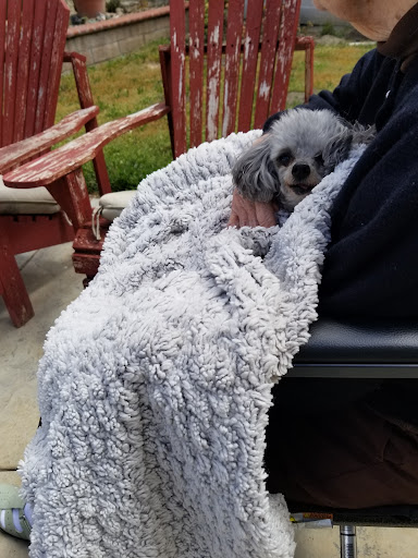 A cozy dog snuggled under a soft blanket on a relaxing outdoor chair.