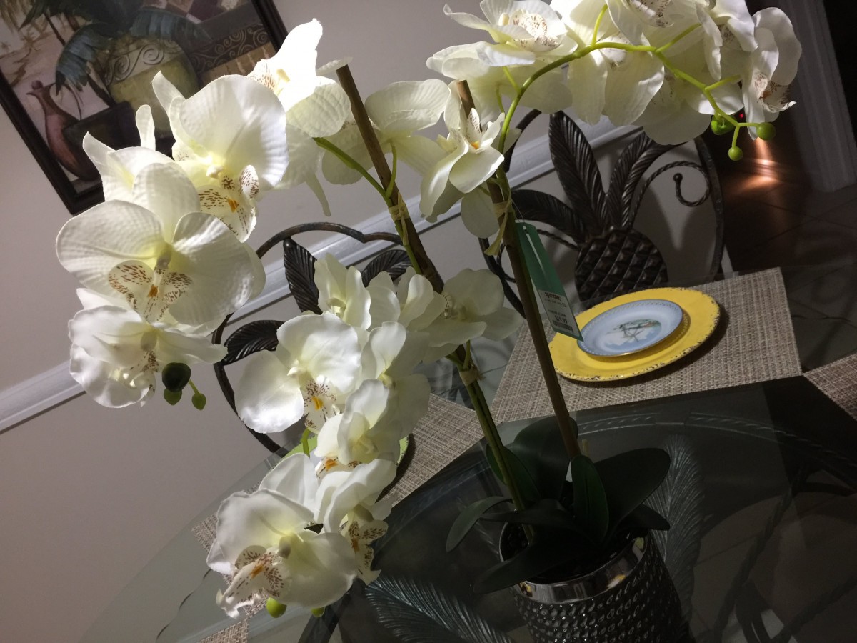 A beautiful display of white orchids on a dining table.