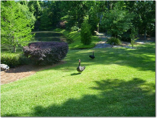 Ducks roaming freely in a lush green park.