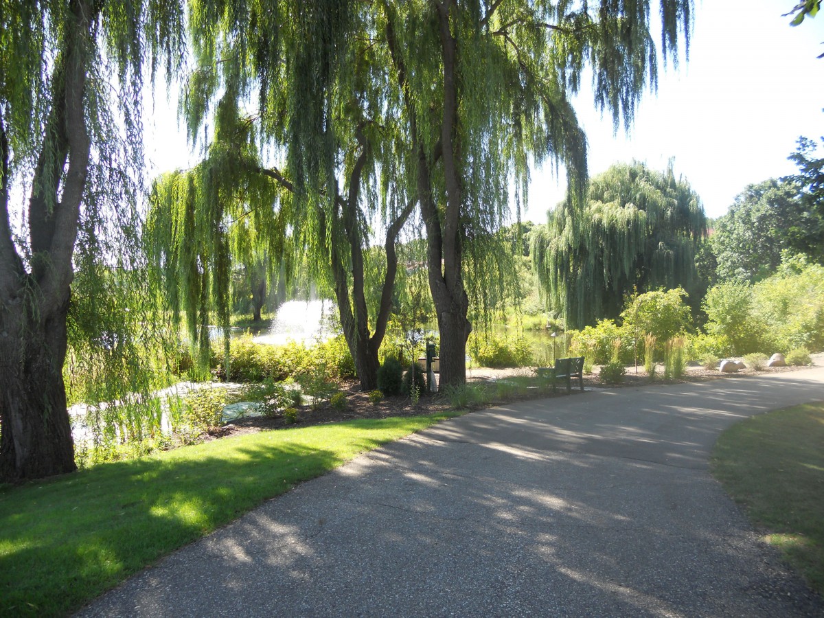 A serene park scene with weeping willow trees and a sunlit pathway.