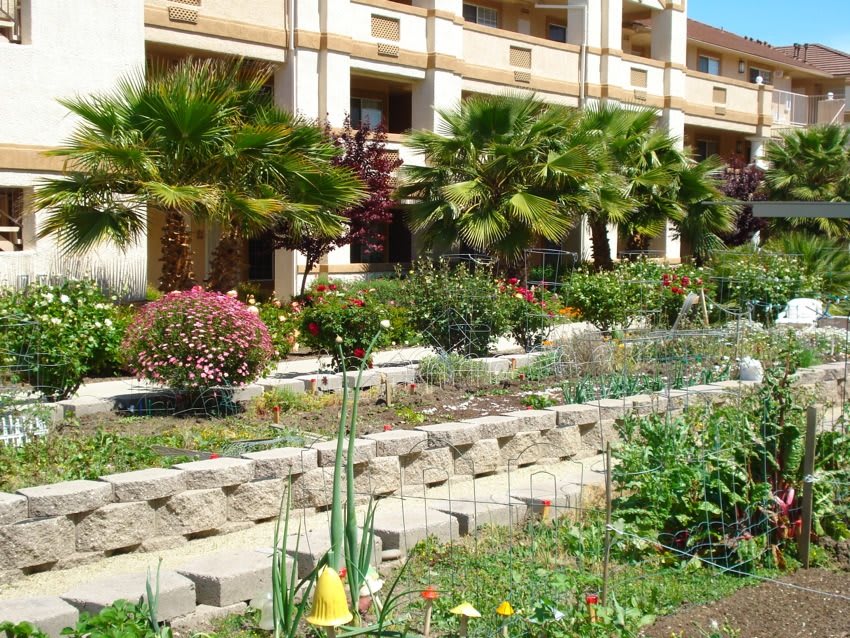 A well-maintained garden with palm trees and various plants in front of a building.