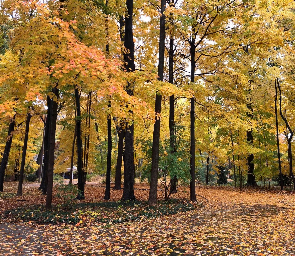 A scenic view of a forest with vibrant autumn colors.