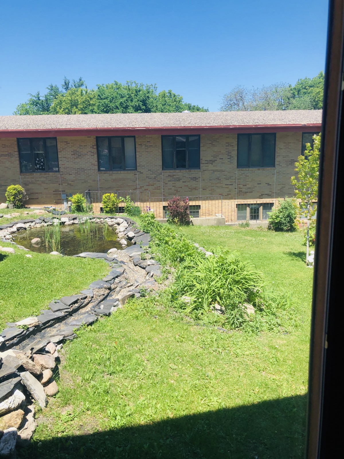 A backyard garden featuring a pond with surrounding greenery and a brick house in the background on a sunny day.