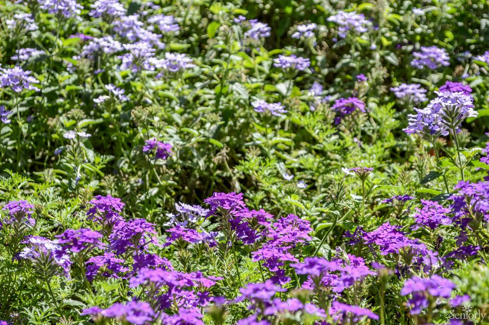 A vibrant garden scene showcasing purple and lilac flowers amidst lush green foliage.