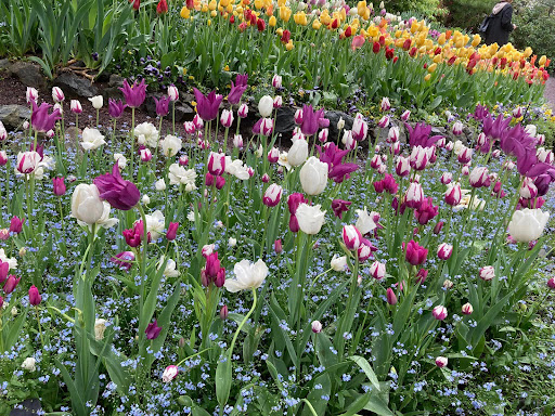 A vibrant display of tulips in various colors blooming in a lush garden.