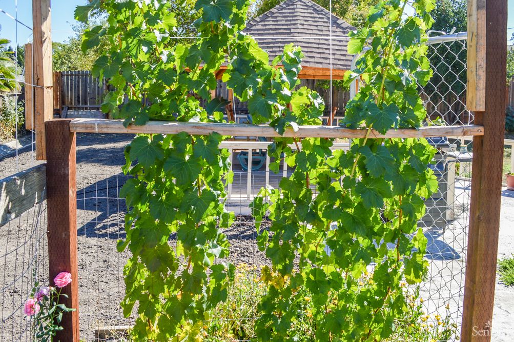 Sunlit grapevines growing on a fence in a garden.