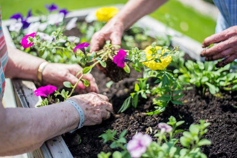 People planting flowers in a garden.