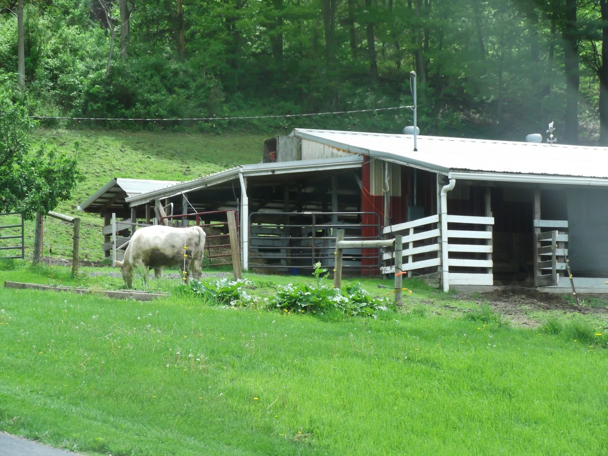 A horse standing near a barn surrounded by lush greenery.