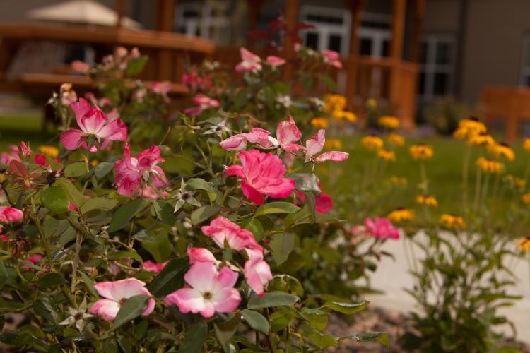A vibrant garden with pink roses in the foreground and a building in the background.