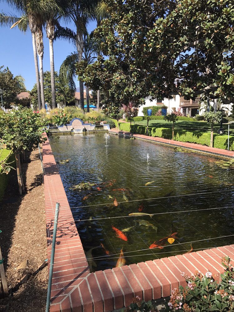 A serene garden pond with colorful koi fish swimming, surrounded by lush greenery and a brick border.