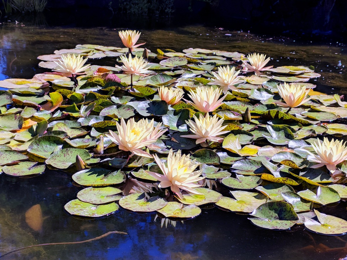 A serene pond filled with blooming water lilies.