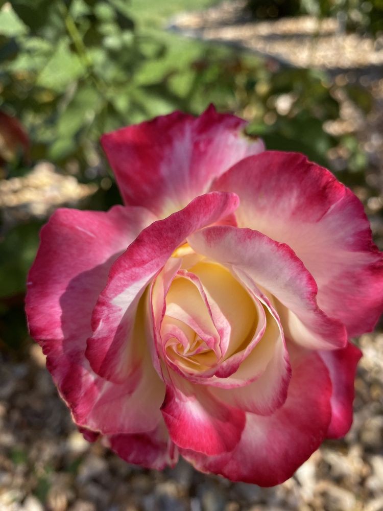 A beautiful pink rose in full bloom, captured in a garden setting.