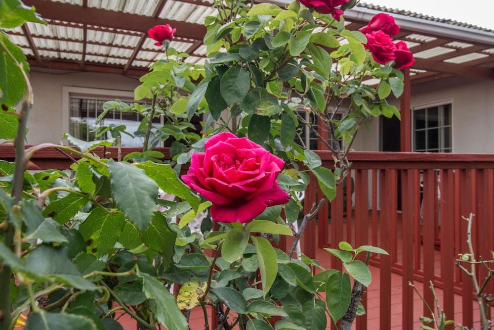 A vibrant red rose blooming in a garden with lush green leaves.