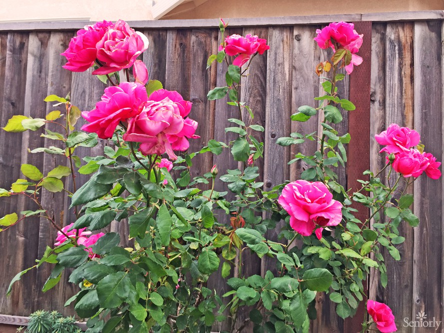 Vibrant pink roses blooming alongside a wooden fence.