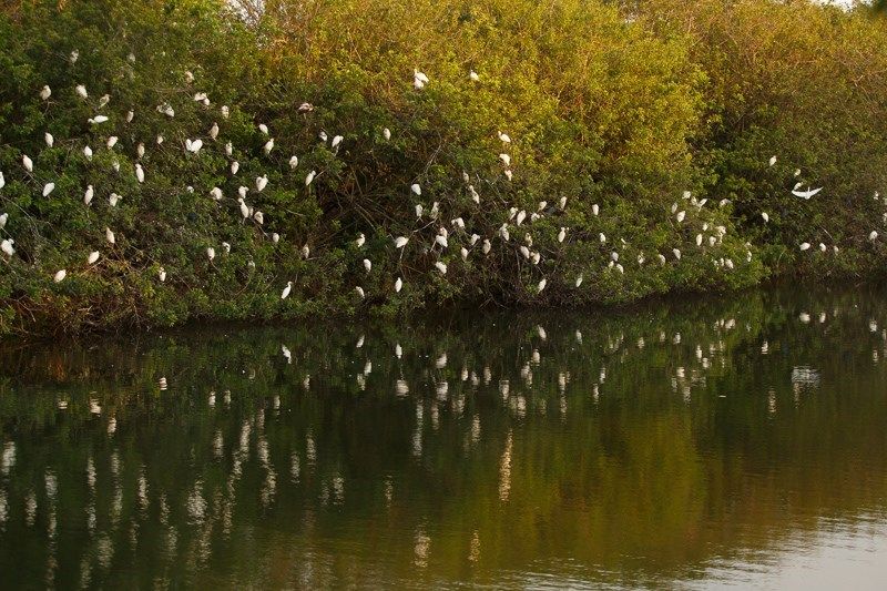 A serene scene of birds perched on trees near a body of water, with their reflections visible.