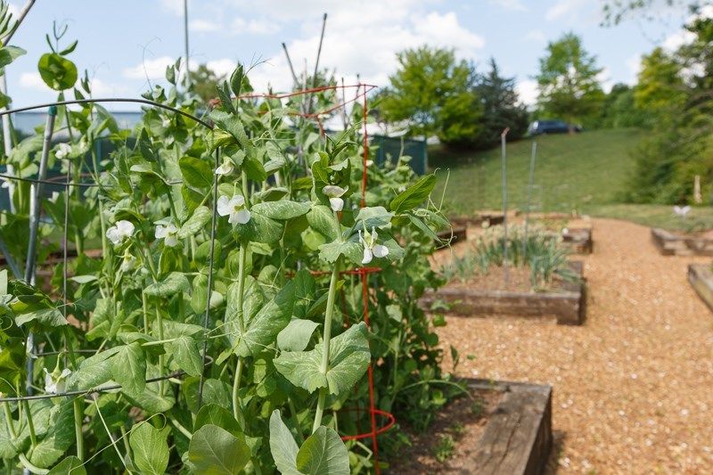 A vibrant vegetable garden with pea plants growing in raised beds on a sunny day.
