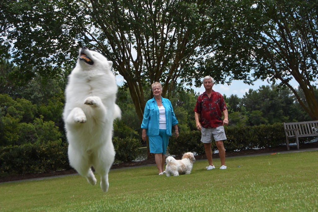 A lively dog jumping in the air while two people and another dog stand in a grassy park area.