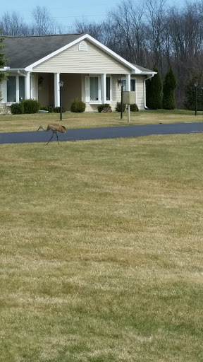 A dog wandering through a suburban neighborhood with grassy lawns.