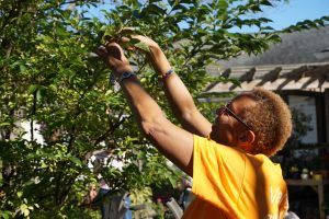A person in a bright orange shirt reaches up to pick something from a tree on a sunny day.
