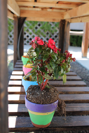A vibrant potted plant with red flowers, displayed on a wooden surface in a garden setting.