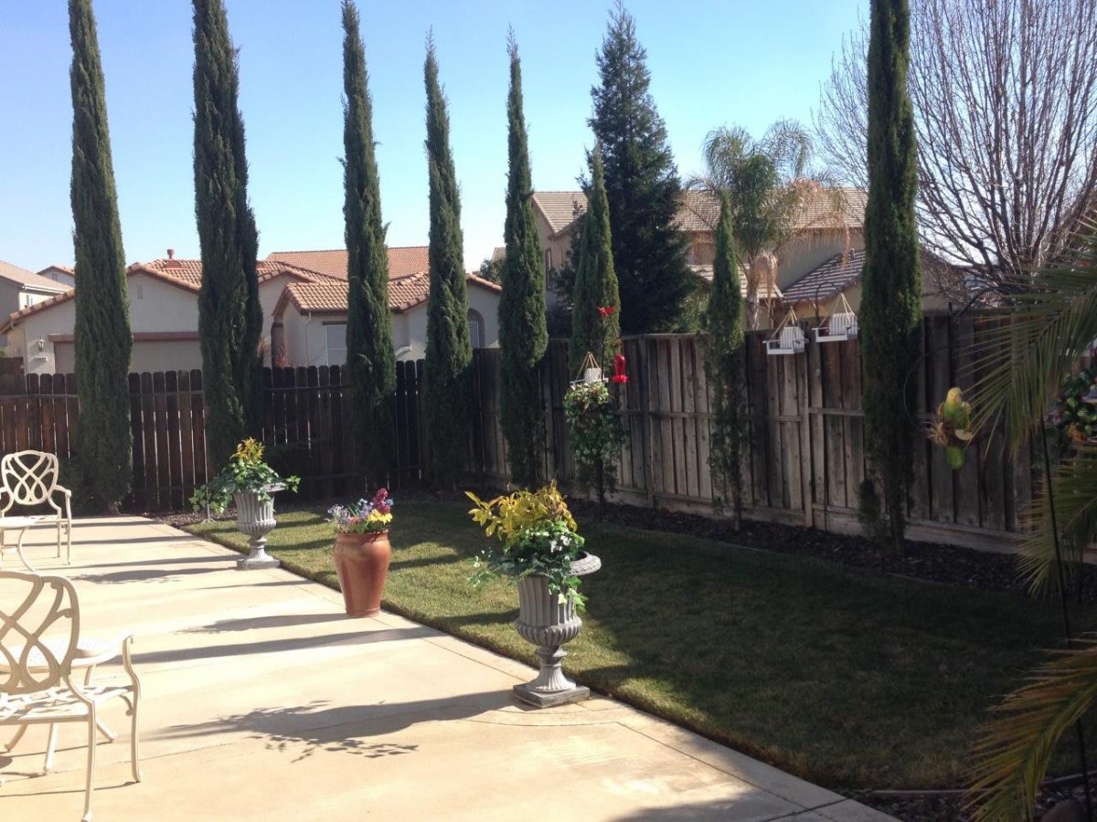 A well-maintained backyard with tall trees and decorative potted plants.