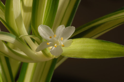 A delicate white flower blooming among vibrant green leaves.