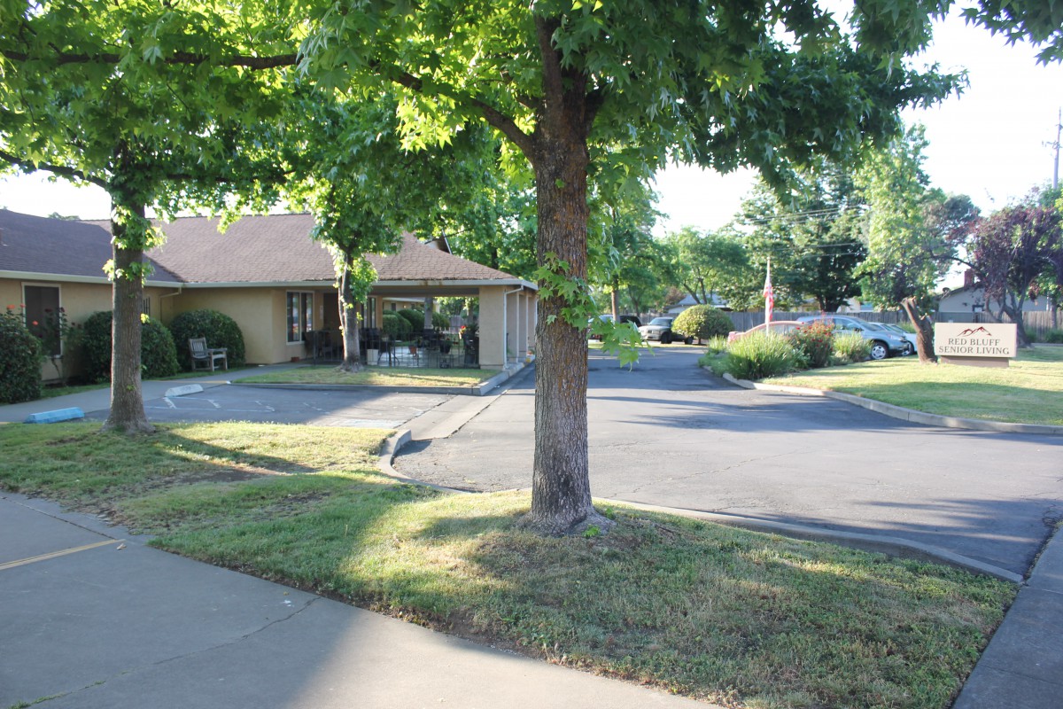 A tranquil view of a tree standing by a parking lot near a building on a sunny day.