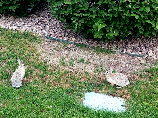 Two turtles exploring a grassy area.