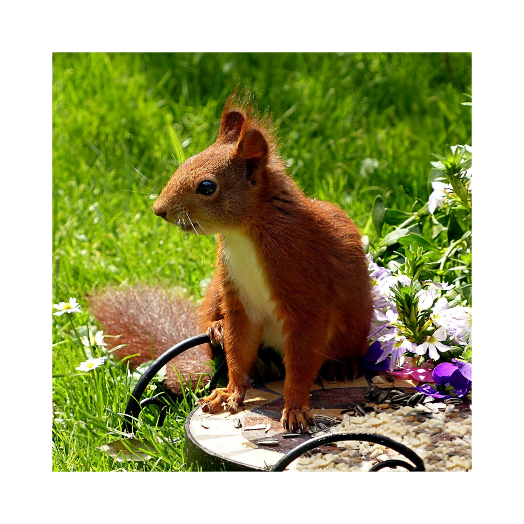 A red squirrel sitting amidst green grass and flowers.