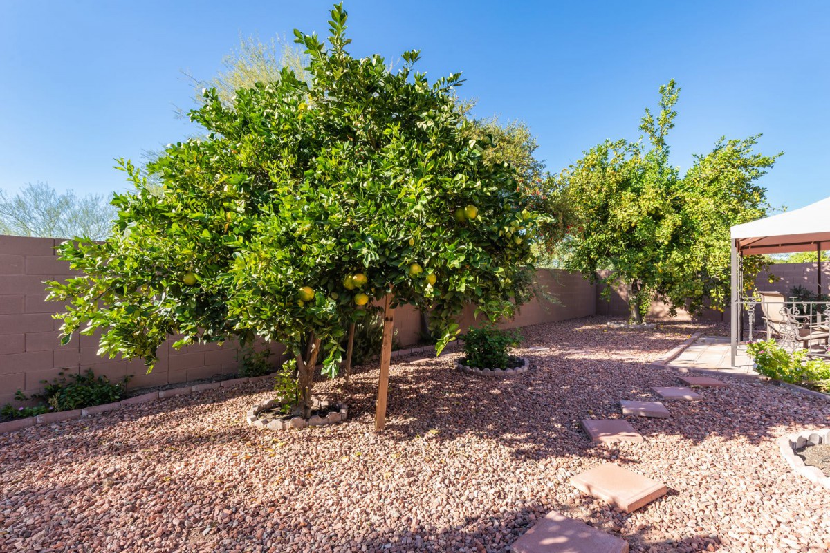 A sunny garden with lush green trees and a gravel pathway.