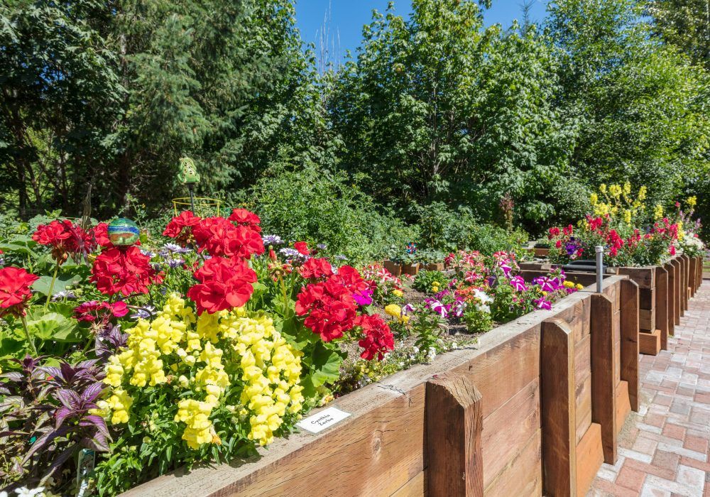 A vibrant garden with colorful flowers and lush greenery.