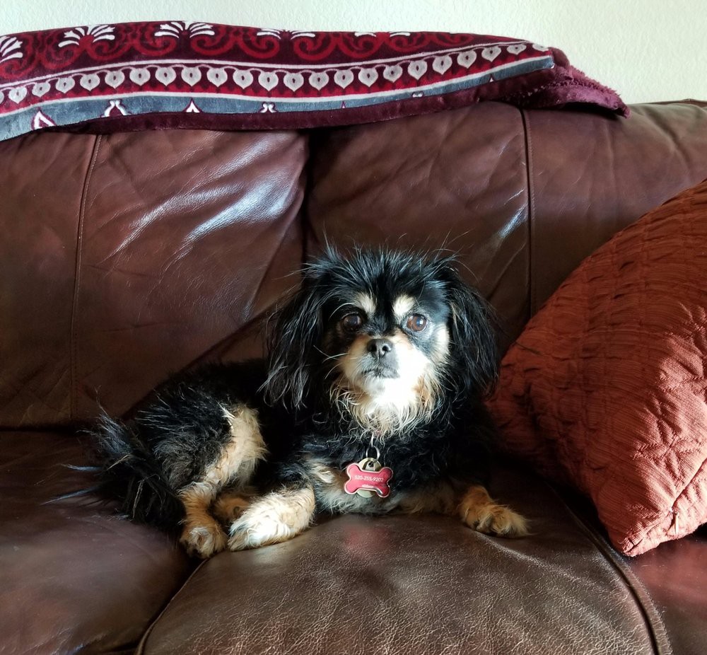 A small dog relaxing on a leather couch with a blanket and a pillow.