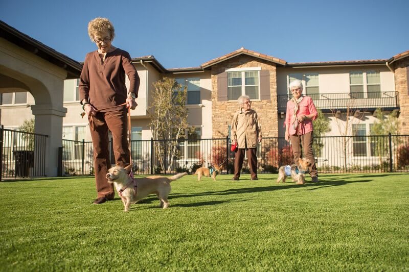Seniors enjoying a day outdoors with their dogs in a community park.