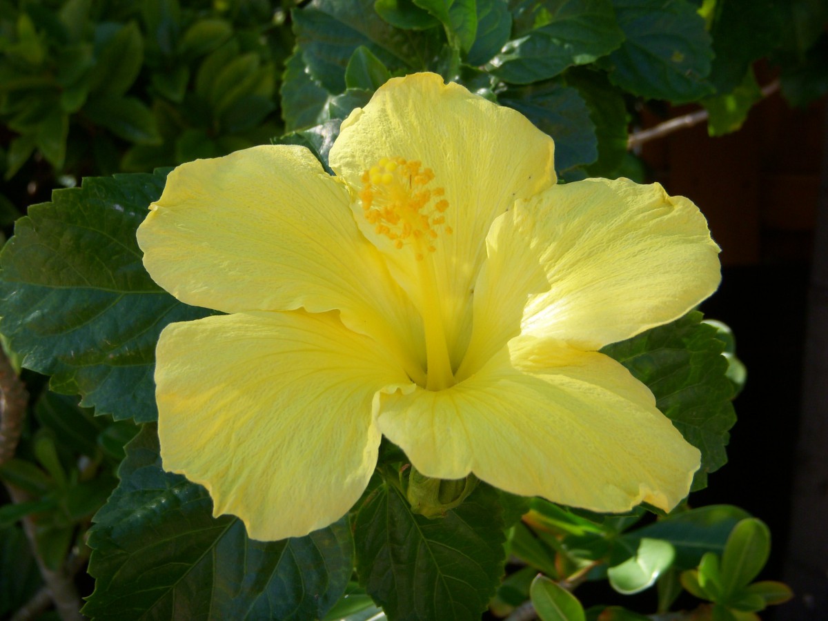 A vibrant yellow hibiscus bloom in a garden setting.