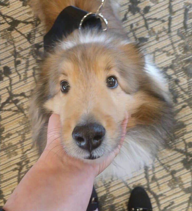 A cute collie looking up, with a hand gently holding its face.