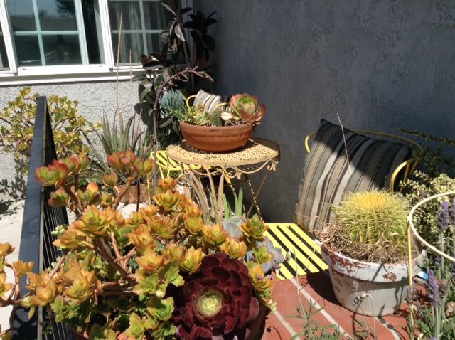 An inviting patio garden filled with various succulents and cacti in pots.