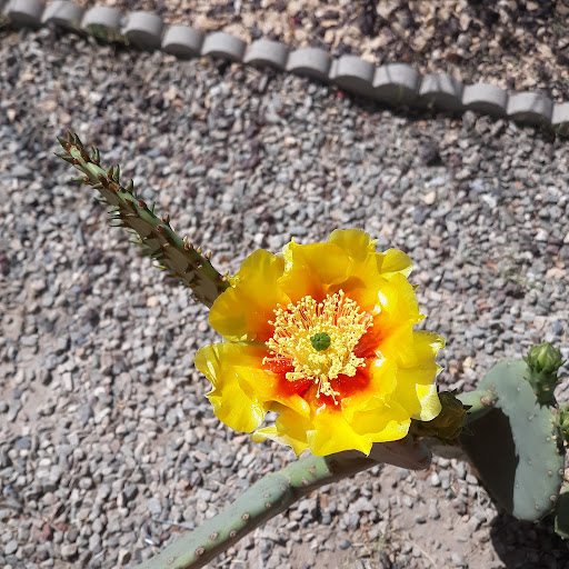 A vibrant yellow flower blooming in a desert landscape.