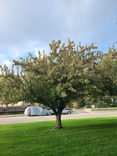 A healthy tree with lush foliage stands prominently on a grassy lawn.