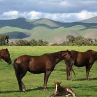 A serene landscape featuring a group of horses and a foal resting in a lush green pasture with rolling hills in the background.