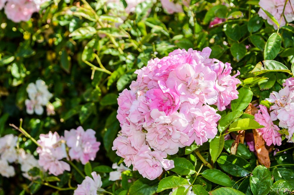 A cluster of pink hydrangea flowers in full bloom surrounded by lush green leaves.