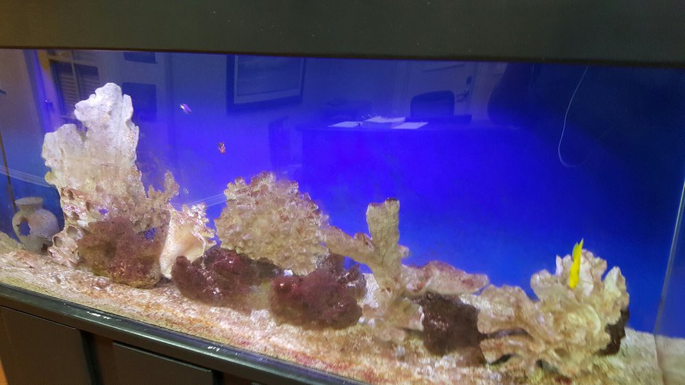 An aquarium with various rock formations and a blue background.