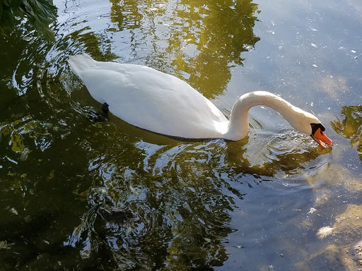 A graceful swan swimming in calm water, with reflections of trees in the background.