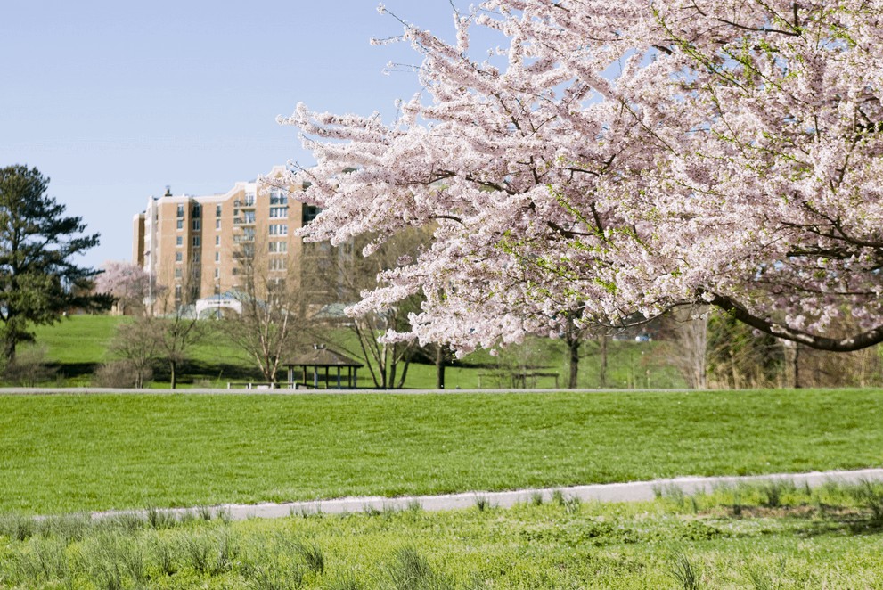 A serene park scene with cherry blossom trees in full bloom and residential buildings in the background.
