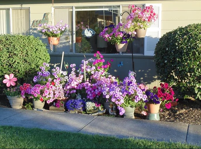 A vibrant array of potted flowers in front of a window, creating a colorful garden display.
