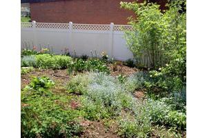 A well-maintained garden with various plants, bordered by a white fence.